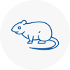Rat Control Sittingbourne
